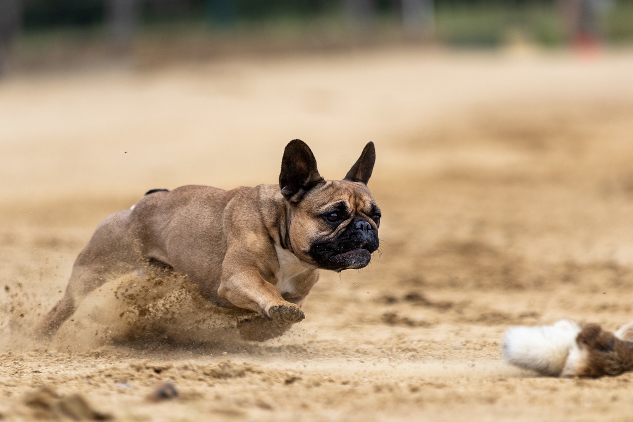 A Guide to Understanding the French Bulldog’s Personality